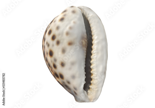 Sea Shells