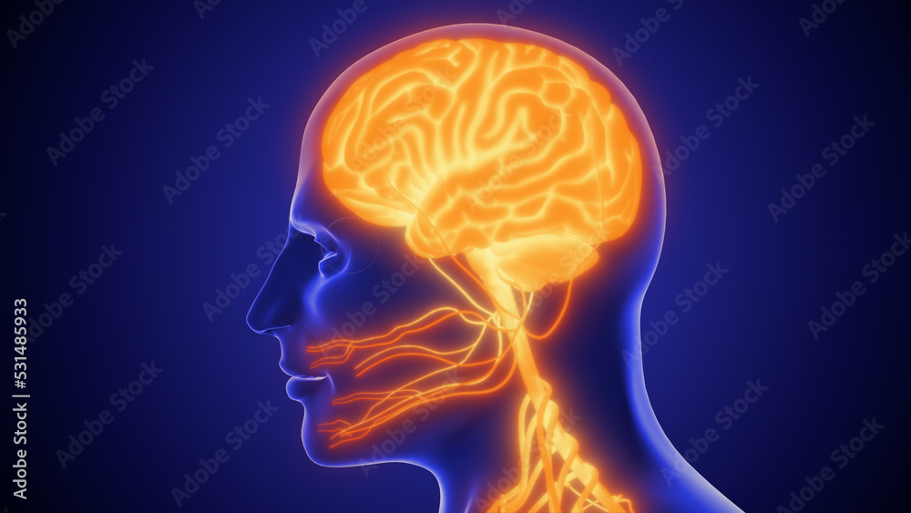 Human nervous system 3D illustration Human nervous system 3D illustration