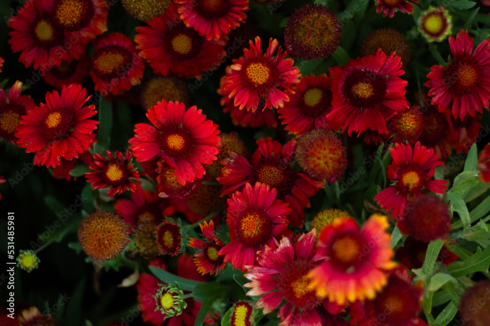 red and yellow dahlia red and yellow dahlia