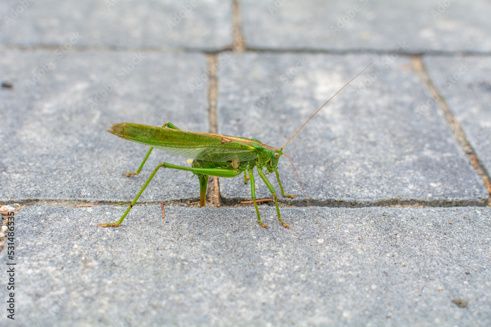 Green cricket in macrophotography, Poland Green cricket in macrophotography, Poland