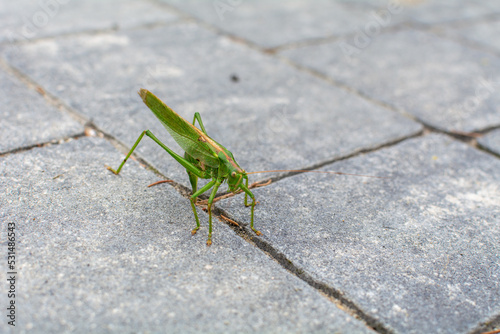 Green cricket in macrophotography, Poland