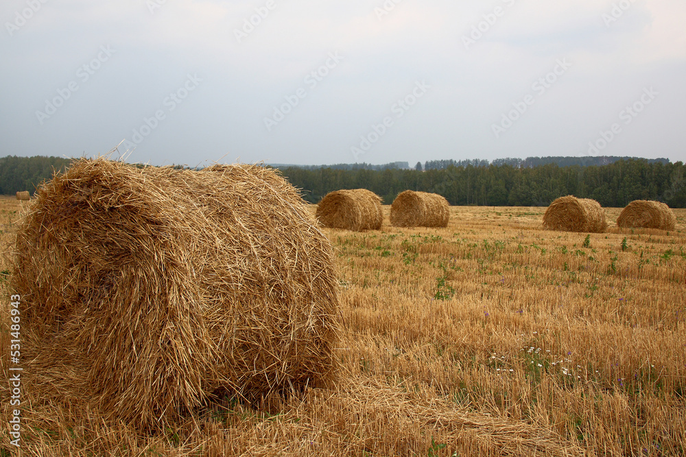 Countryside scene with hay bale