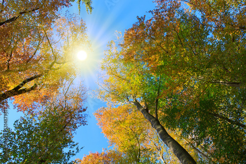 Autumn nature background with colorful trees and sky.