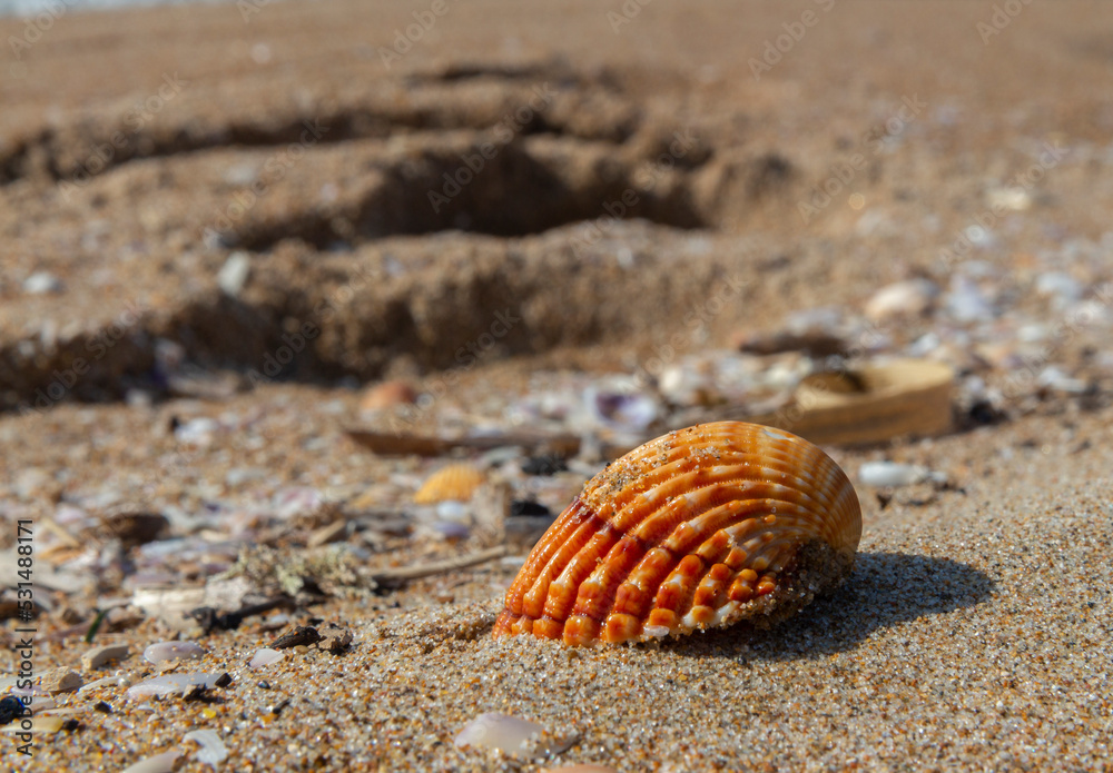 shell on the beach in sabaudia al circeo shell on the beach in sabaudia al circeo