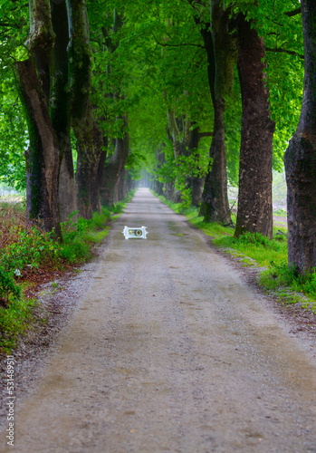 Tunnels and dirt roads are created by trees. Bursa Dudakli photo