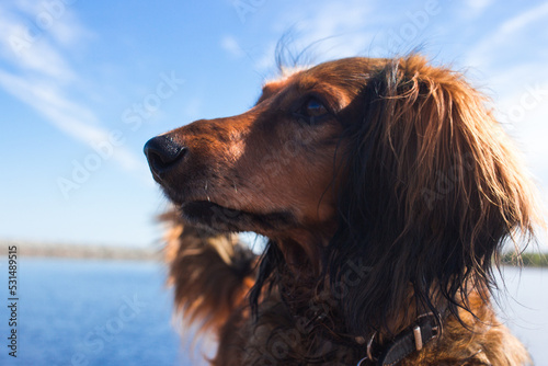 Red long haired dachschund walking on a pier on lake portarit photo