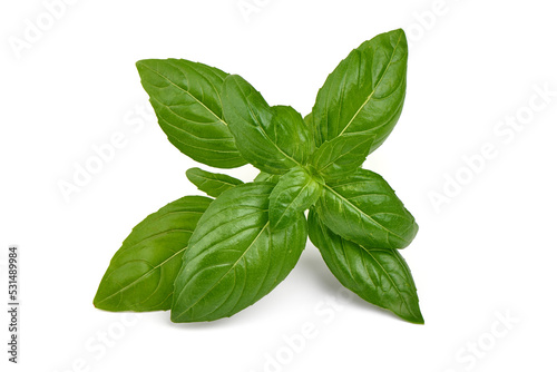 Fresh basil leaf isolated on white background, close up. Basil herb.