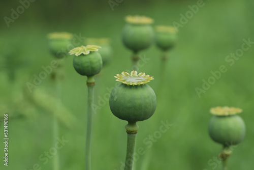 Green poppy heads growing in field, closeup