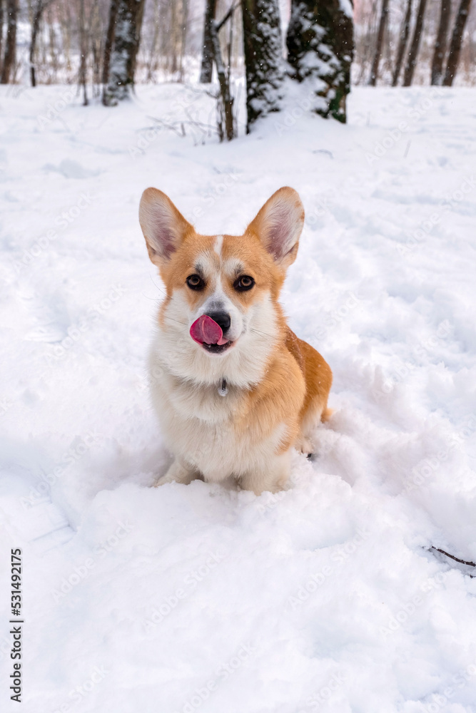 Welsh Corgi Pembroke in the winter forest. Winter walk. Outdoor fun. Cute corgi Welsh Corgi Pembroke in the winter forest. Winter walk. Outdoor fun. Cute corgi