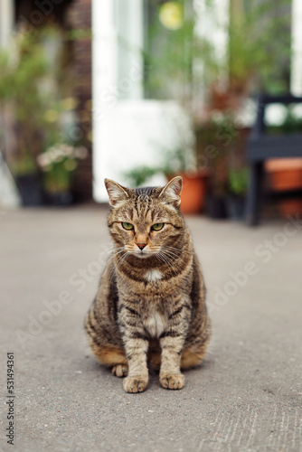 Striped cat sits on the street