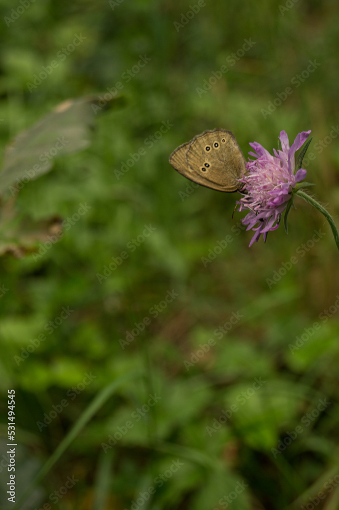 Obraz premium butterfly on a flower