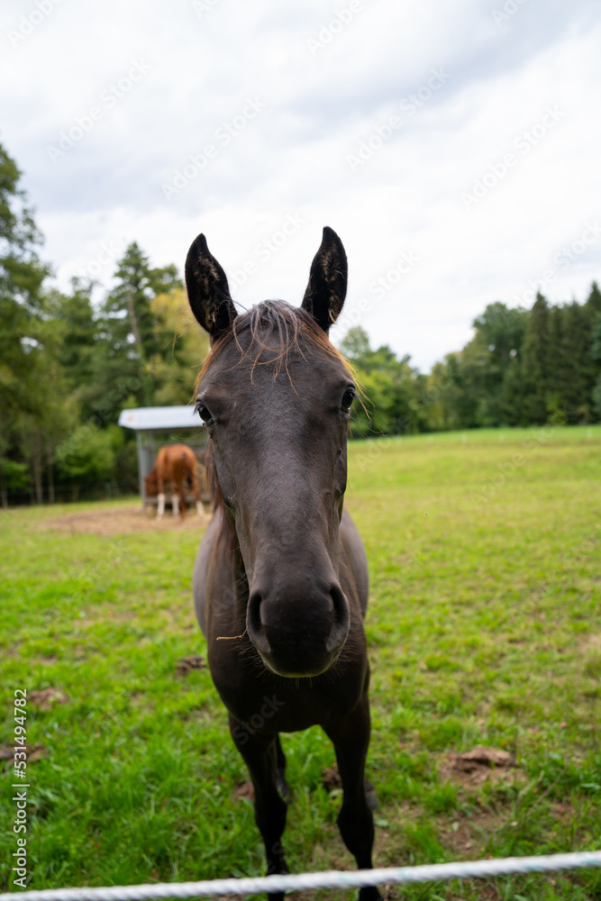 Fototapeta premium horses in their pasture eating