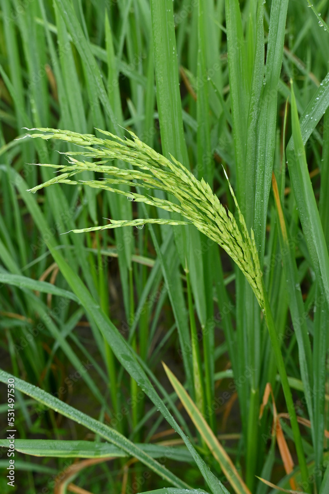 closeup the bunch ripe green paddy plant growing with grain in the farm soft focus natural green brown background. closeup the bunch ripe green paddy plant growing with grain in the farm soft focus natural green brown background.