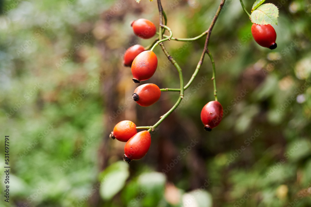 Photo of rosehip bush in September Photo of rosehip bush in September