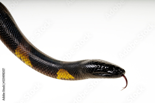 Fototapete Bismarck ringed python // Bismarck-Ringpython (Bothrochilus boa)