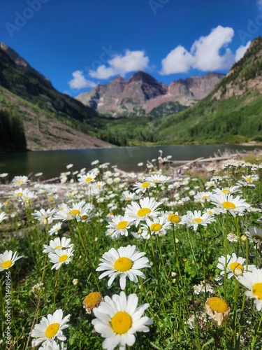 Flowers before a view of Maroon Bells, Aspen, Colorado