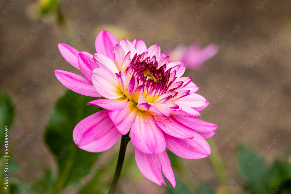 Fototapeta premium Dahlia of multiple colors grown in a garden