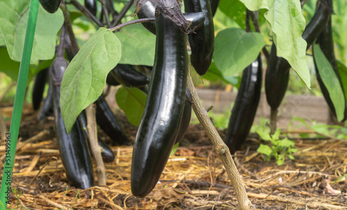 Ripe purple eggplants (Solanum melongena)on a bush in the garden. Farming harvest season. Background with copyspace