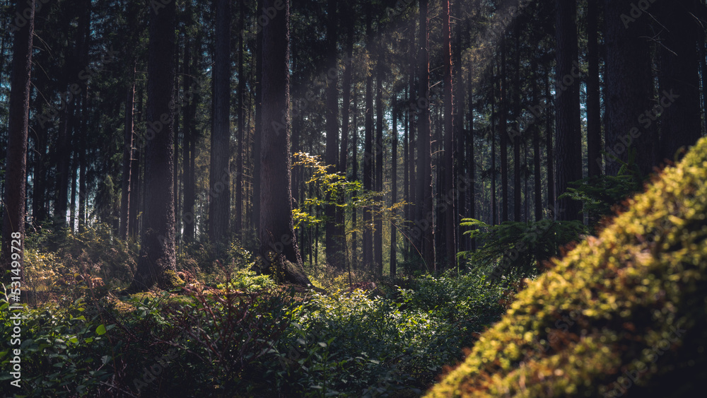 Obraz premium forest in the morning