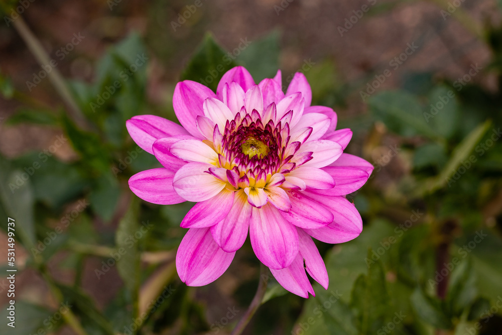 Dahlia of multiple colors grown in a garden Dahlia of multiple colors grown in a garden