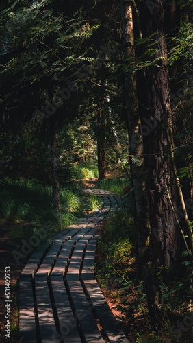 path in the woods