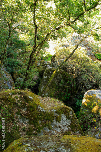 bosque otoñal 