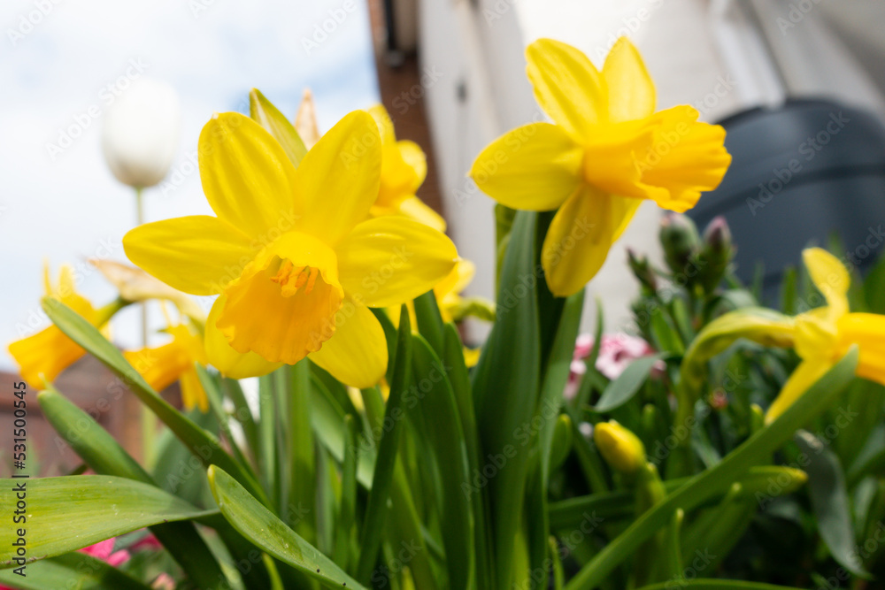 Bright yellow daffodils cheerful on a Spring day in rural Shropshire. Bright yellow daffodils cheerful on a Spring day in rural Shropshire.