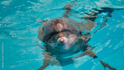 A dolphin pokes its head above the water in a swimming pool.