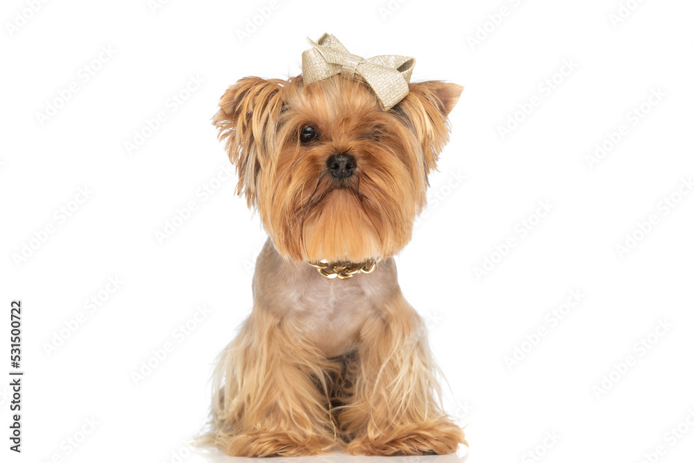 cute little yorkie puppy with bow and golden collar around neck cute little yorkie puppy with bow and golden collar around neck
