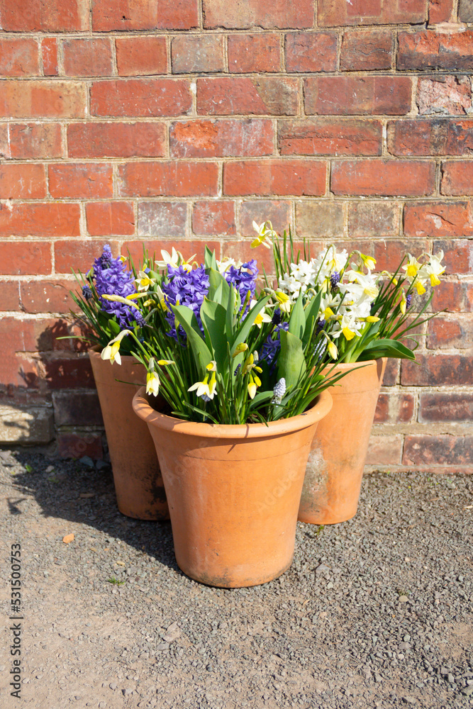 Clay pots full of beautiful floral and scented Spring flowers placed against old brick wall to catch the spring sunshine. Clay pots full of beautiful floral and scented Spring flowers placed against old brick wall to catch the spring sunshine.