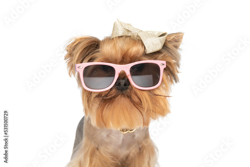 portrait of cool yorkshire terrier dog wearing sunglasses and bow