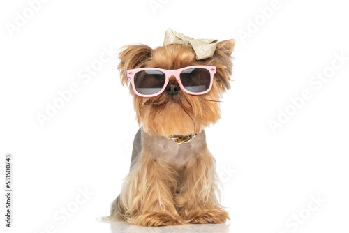 cool yorkie puppy with bow and collar wearing sunglasses