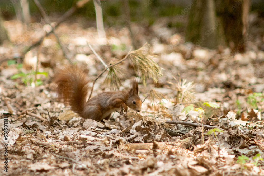 Obraz premium Squirrel in a park close-up