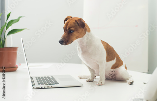 dog with laptop on office desk © serhii