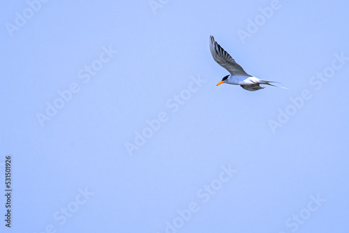A River tern search for food