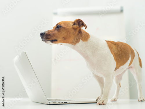 dog with laptop on office desk © serhii