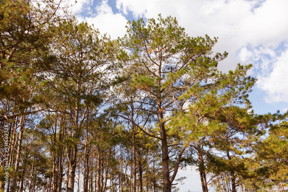 Obraz premium The scenery in the highlands autumn landscape overlooking the countryside with blue skies, the concept of natural relaxation tourism.