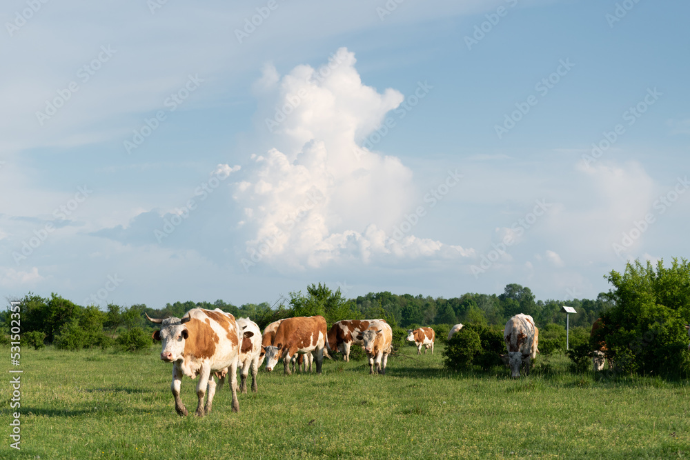 Herd of cows walk toward camera and big cloud in sky, cattle in pasture in spring Herd of cows walk toward camera and big cloud in sky, cattle in pasture in spring