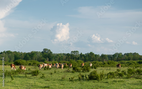 Cow herd walk away in pasture, cattle in pasture in spring © slobodan