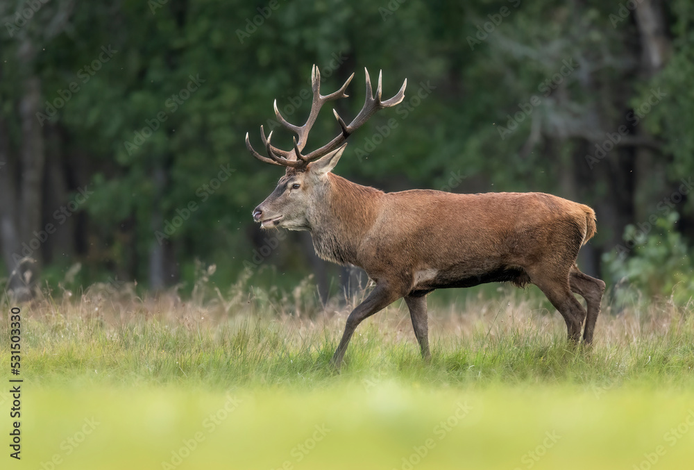 European deer male buck ( Cervus elaphus ) during rut European deer male buck ( Cervus elaphus ) during rut