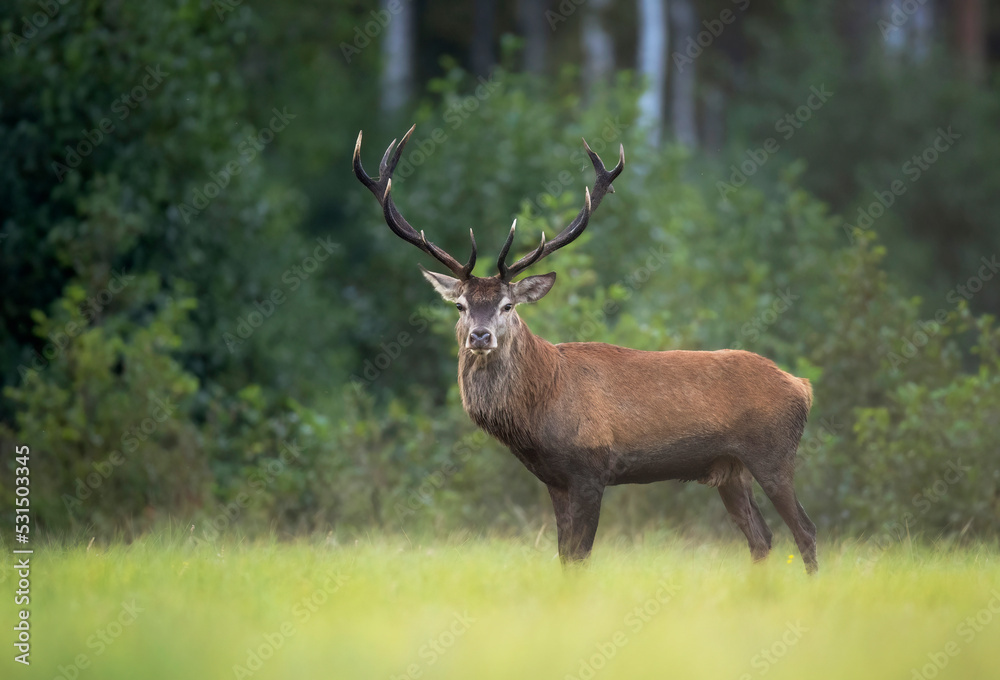 European deer male buck ( Cervus elaphus ) during rut European deer male buck ( Cervus elaphus ) during rut