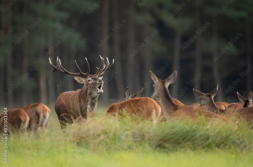 European deer male buck ( Cervus elaphus ) during rut - obrazy, fototapety, plakaty 