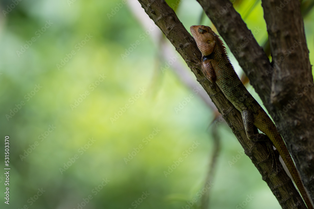 Lizard relaxing on a branch tree