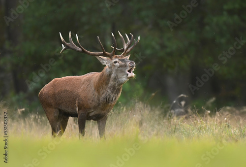 European deer male buck ( Cervus elaphus ) during rut © Piotr Krzeslak