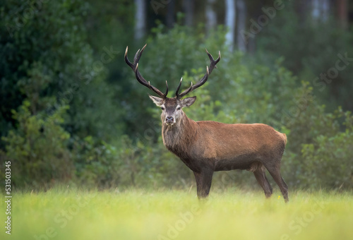 European deer male buck ( Cervus elaphus ) during rut