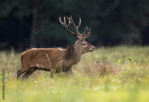 European deer male buck   Cervus elaphus   during rut
