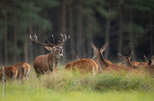Print op canvas European deer male buck ( Cervus elaphus ) during rut