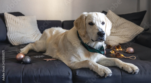 Close-up, labrador on a couch with Christmas decor.