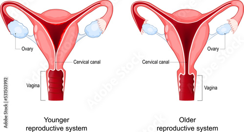Menopause. Climacteric changes in the vagina, ovary and cervix.