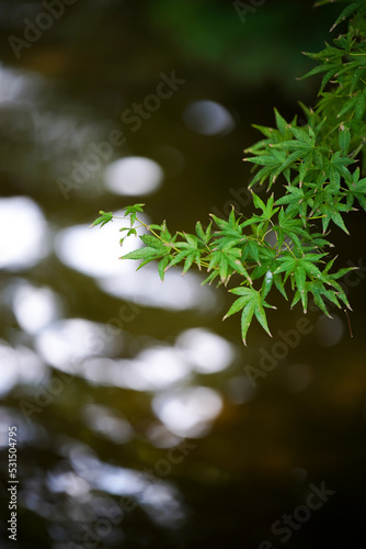 水辺のもみじ
